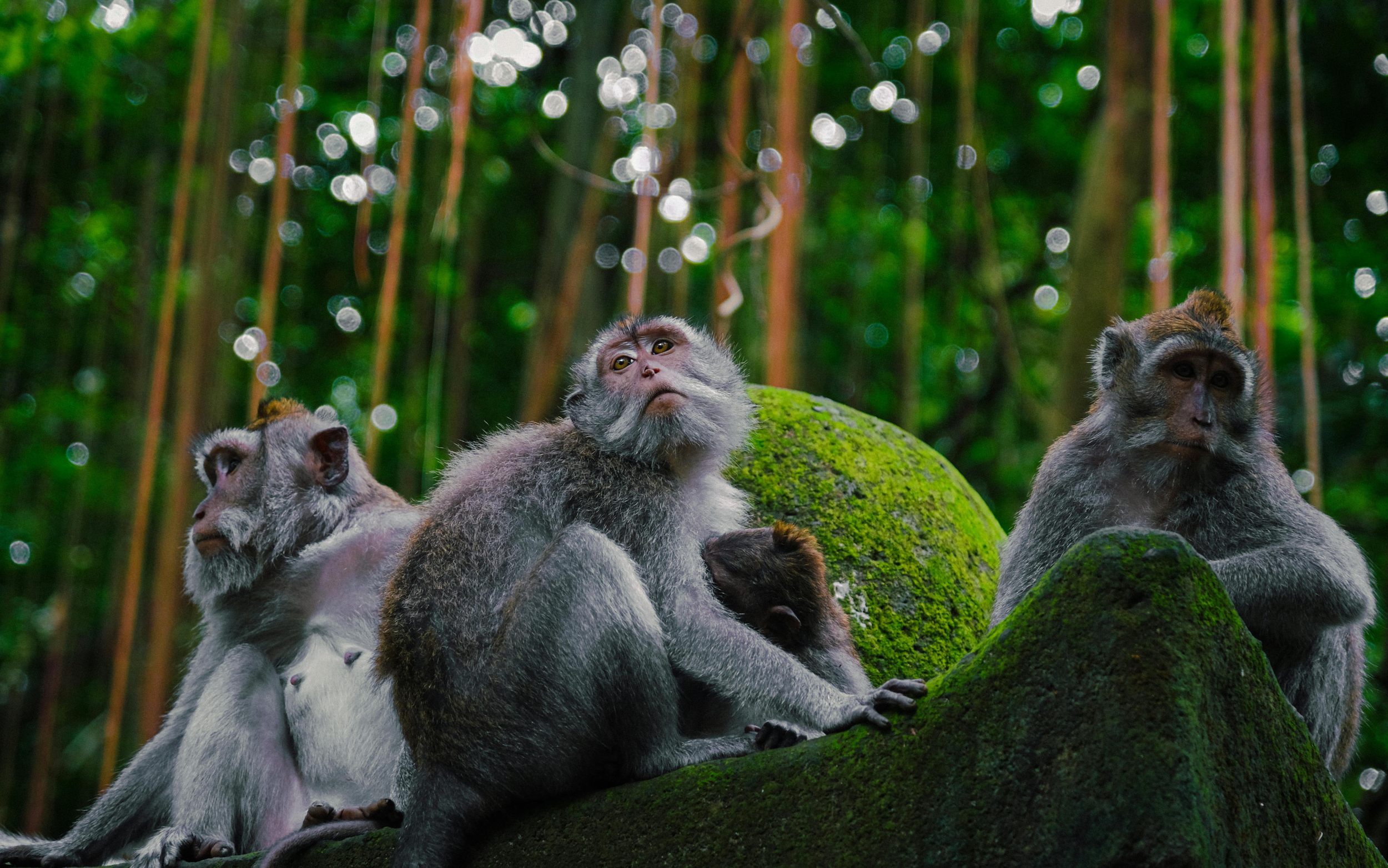 Viaje de 5 días a Bali: cultura y playa